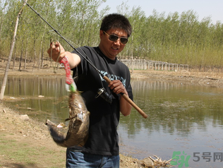 秋季釣黑魚用什么魚餌？秋天釣黑魚用什么餌？