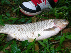 野生草魚多少錢一斤？野生草魚價(jià)格