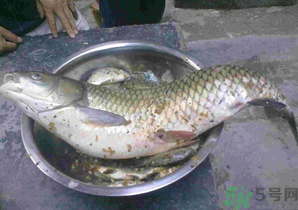 秋天夜釣草魚怎么釣？秋天夜釣草魚技巧