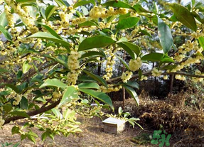 新鮮桂花怎么處理？新鮮桂花怎么保存？