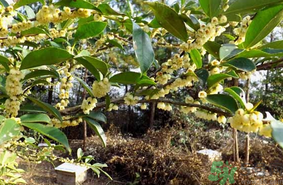 新鮮桂花能吃嗎？新鮮桂花怎么吃？