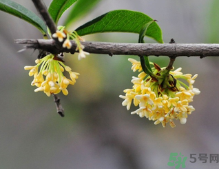 新鮮桂花可以做什么好吃的？新鮮桂花的做法大全