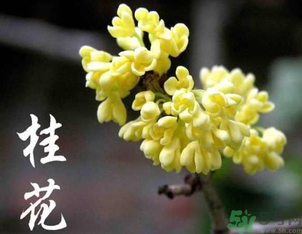 剛摘的桂花怎么處理？桂花摘下來(lái)怎么處理？