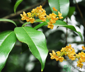 剛摘的桂花怎么清洗？新鮮桂花怎么清洗？