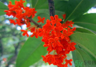 剛摘的桂花怎么清洗？新鮮桂花怎么清洗？