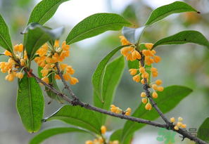 桂花怎么保存？桂花怎么保存香味？