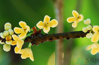 剛摘的桂花能吃嗎？剛摘的桂花可以吃嗎？