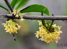 剛摘的桂花有蟲怎么辦？干桂花長蟲怎么辦？