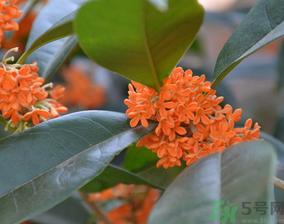 桂花可以做什么食物？桂花可以做什么吃的？