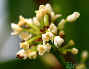 桂花一年開(kāi)幾次花？桂花是幾月份開(kāi)花？