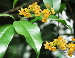  桂花什么季節(jié)開花？桂花什么時候開花？