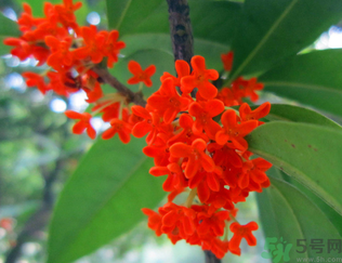  桂花什么季節(jié)開花？桂花什么時候開花？