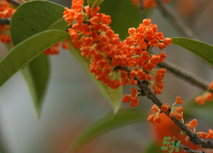 桂花可以做面膜嗎？?桂花面膜制作方法