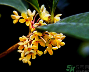 桂花怎么做香水？新鮮桂花怎么做香水？