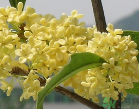 桂花不開花是什么原因？桂花不開花怎么辦？