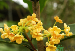 桂花不開花是什么原因？桂花不開花怎么辦？