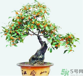 桂花樹可以種在室內(nèi)嗎？桂花樹適合在室內(nèi)嗎？