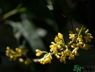 桂花酒的保質(zhì)期是多少？桂花酒過(guò)期了能喝嗎？