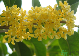 桂花和菊花可以一起泡茶嗎？桂花可以和能一起喝嗎？