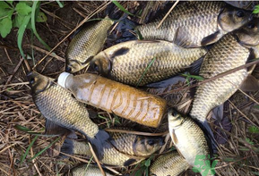 野生鯽魚和養(yǎng)殖鯽魚的區(qū)別 野生鯽魚和養(yǎng)殖鯽魚的營養(yǎng)價值