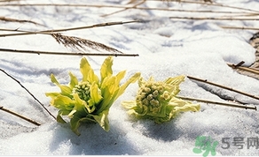 雪蓮花怎么吃？雪蓮花的功效作用