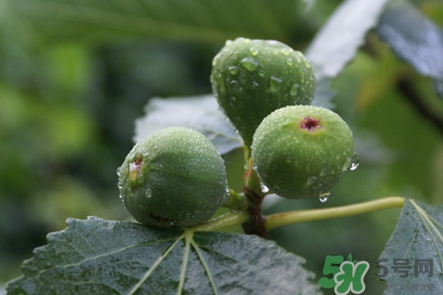 無花果可以和螃蟹一起吃嗎?無花果和螃蟹一起吃會(huì)怎么樣