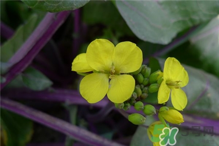 紅菜薹的營養(yǎng)價(jià)值 紅菜薹的功效與作用