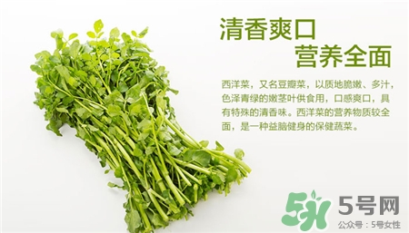 西洋菜的營(yíng)養(yǎng)價(jià)值 西洋菜的功效與作用