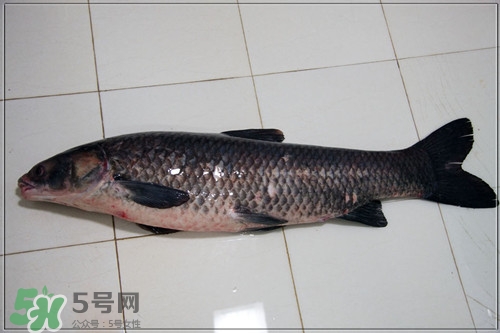 青魚是什么魚?青魚的營養(yǎng)價(jià)值及功效