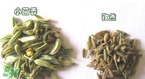 小茴香是孜然嗎？小茴香和孜然的區(qū)別