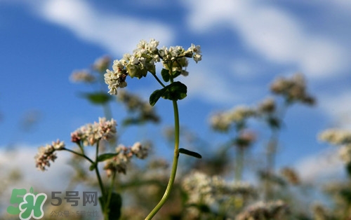 胃不好可以吃蕎麥嗎?胃不好吃蕎麥會怎么樣