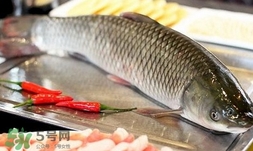 吃草魚(yú)可以暖胃嗎?草魚(yú)怎么吃最暖胃?