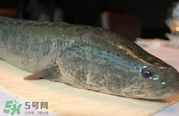 吃黑魚(yú)可以下奶嗎?吃黑魚(yú)能下奶嗎?