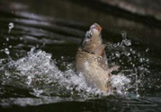 立春能釣魚嗎？立春好釣魚嗎？