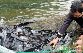 鴨嘴魚多少錢一斤？野生鴨嘴魚多少錢一斤？