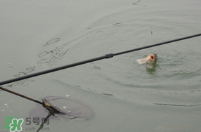 立春后能釣魚嗎？立春后好釣魚嗎？