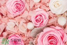 roseonly鮮花多少錢？roseonly永生花多少錢？