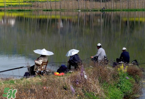 初春什么時(shí)候可以釣魚？初春釣魚技巧