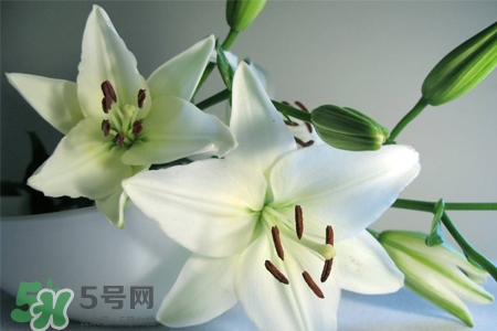 百合花怎么養(yǎng)？百合花在家怎么養(yǎng)？