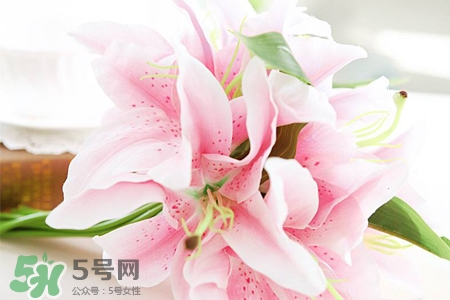 百合花怎么養(yǎng)水里？水養(yǎng)百合花怎么開久些？