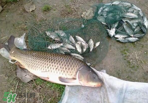 春天釣鯉魚(yú)用什么餌料？春天釣鯉魚(yú)餌料配方