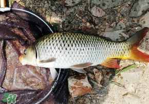 春天釣鯉魚(yú)用什么餌料？春天釣鯉魚(yú)餌料配方