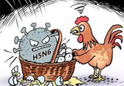 h7n9禽流感怎么預防？預防h7n9禽流感知識