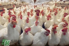 h7n9禽流感可以治愈嗎？禽流感能治好嗎？