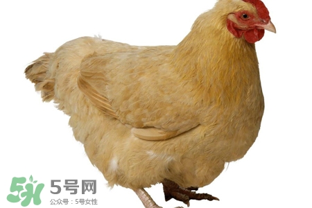 h7n9禽流感可以治愈嗎？禽流感能治好嗎？