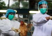 h7n9禽流感可以治愈嗎？禽流感能治好嗎？