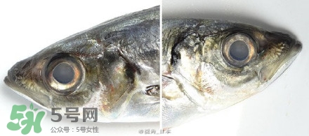 怎么自制死魚眼眼鏡？死魚眼眼鏡哪里買？