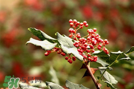 花椒水能治痔瘡嗎？花椒水治痔瘡有效果嗎？