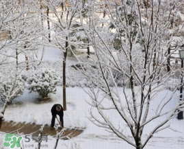 春天下雪意味著什么？春天為什么會(huì)下雪？