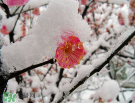 春天下雪意味著什么？春天為什么會(huì)下雪？